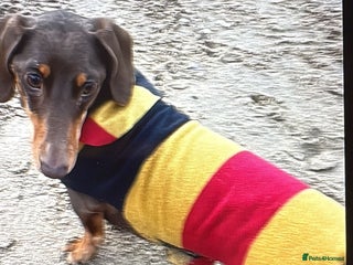 Dachshund dogs Sausage dog dachshund - Advert 1