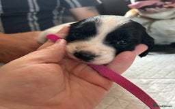 Sprocker dogs for sale: Beautiful surprise  - Image 6