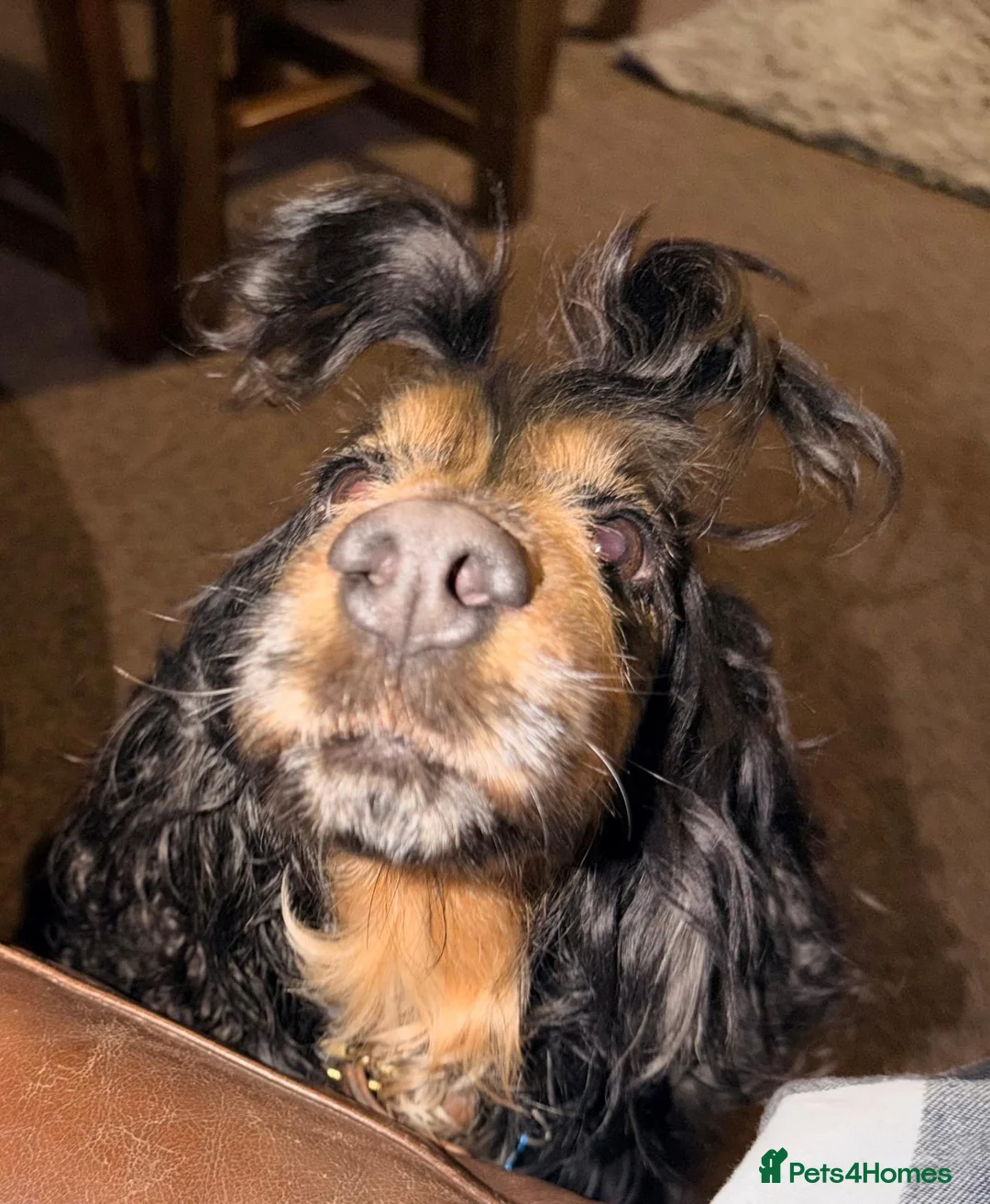 Cocker Spaniel dogs for sale:  Looking for the perfect home for our beloved Coco - Advert 4