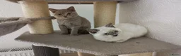British Shorthair cats for sale: Stunning pedigree British Shorthair kittens - Advert 25