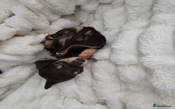 Miniature Dachshund dogs for sale: Miniature dachshunds  - Image 10