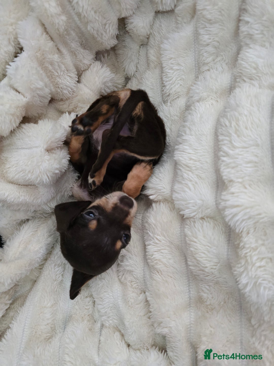 Miniature Dachshund dogs for sale: Miniature dachshunds  - Image 10