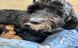 Sproodle dogs for sale: Lovely Sproodles (Springerpoos) - Image 1