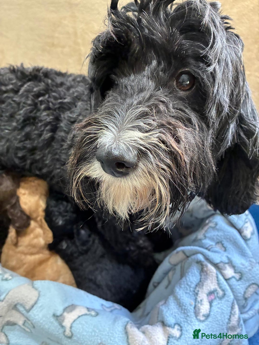 Sproodle dogs for sale: Lovely Sproodles (Springerpoos) - Image 1