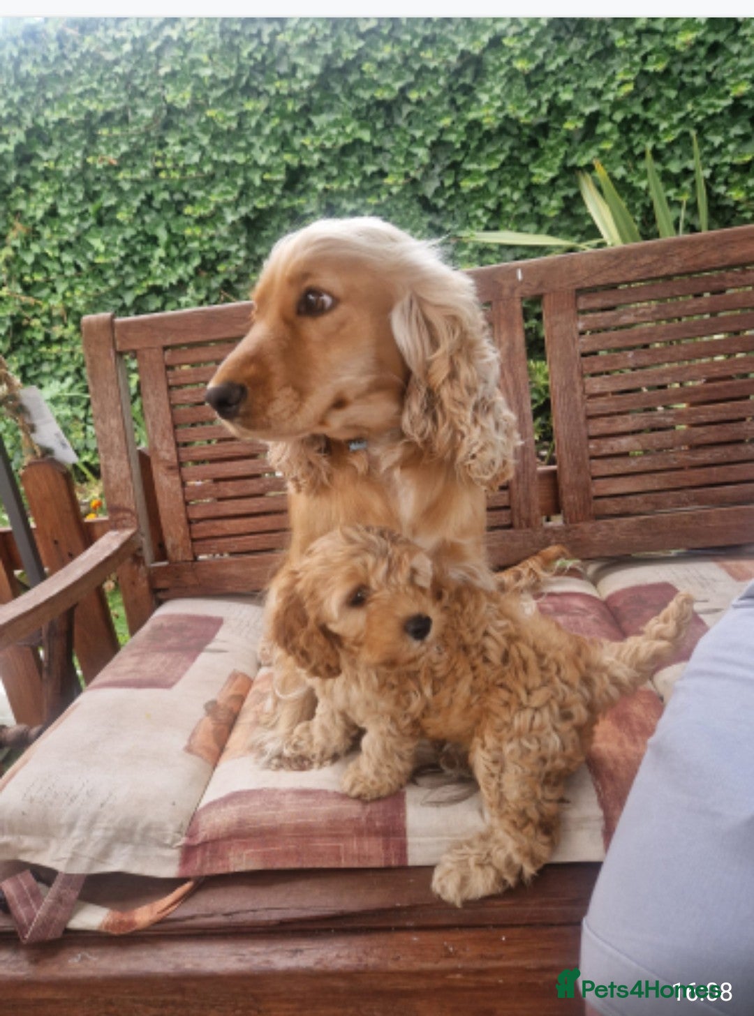 Cockapoo dogs for sale: Cockapoo for sale  - Image 7