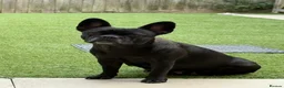 French Bulldog dogs for sale: French bulldog  - Advert 8