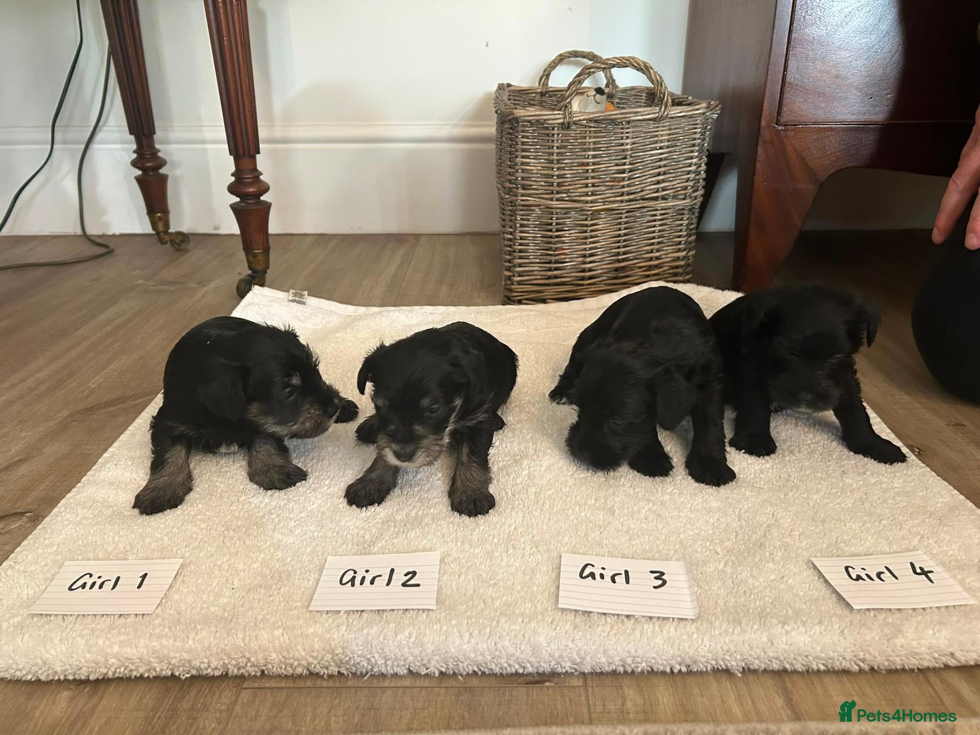 Miniature Schnauzer dogs Miniature schnauzer puppies for sale  - Advert 1