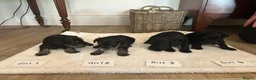 Miniature Schnauzer dogs for sale: Miniature schnauzer puppies for sale  - Advert 1
