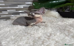Devon Rex cats for sale: Devon Rex Kittens  - Image 9