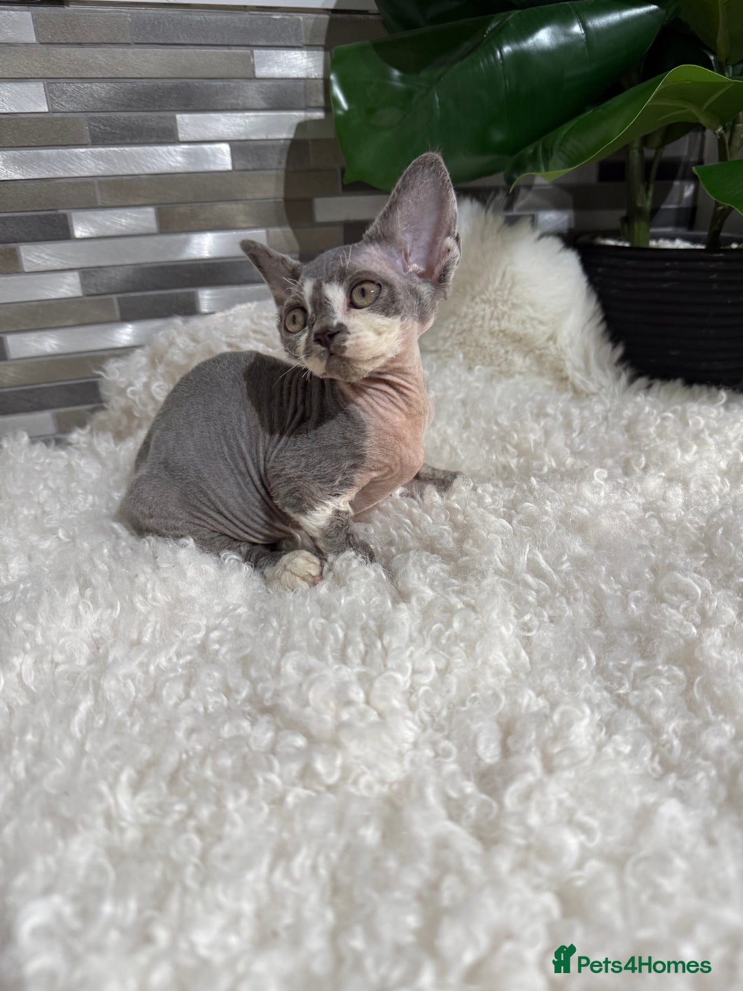 Devon Rex cats for sale: Devon Rex Kittens  - Image 9
