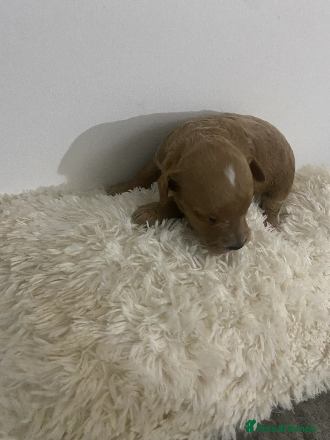 Cockapoo dogs for sale: Toy Poodle Cross Puppies, Mum & Dad Seen, London - Advert 6