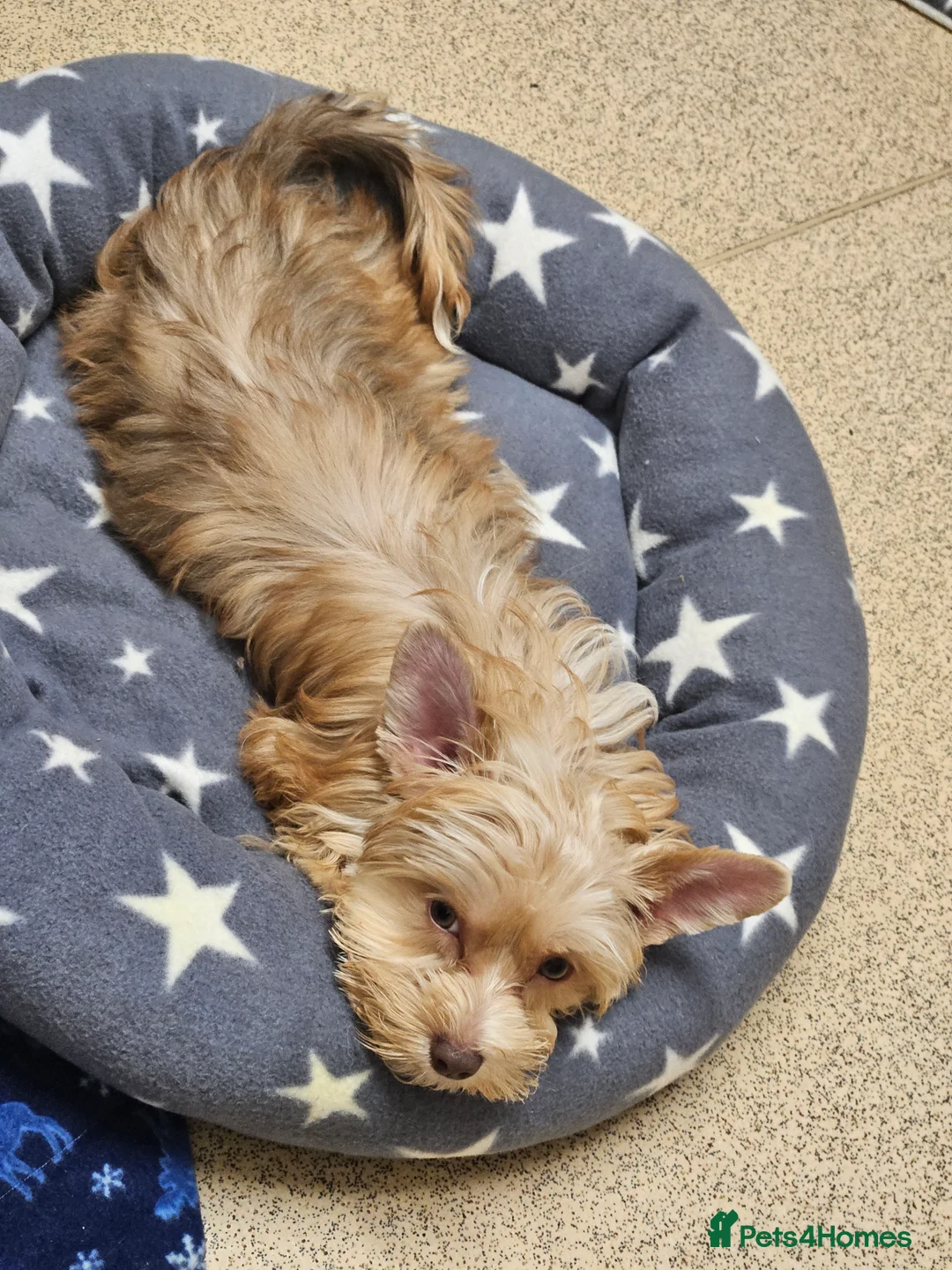 Yorkshire Terrier dogs for sale: 🤎 DNA tested mother 🤎 Blonde Yorkie girl - Advert 18