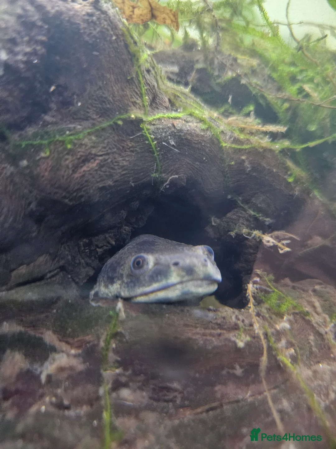 Newt reptiles for sale: Spanish Ribbed Newts & Tank in Newcastle upon Tyne - Advert 4