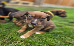 Mixed Breed dogs for sale: Dobermann cross puppies  - Image 8