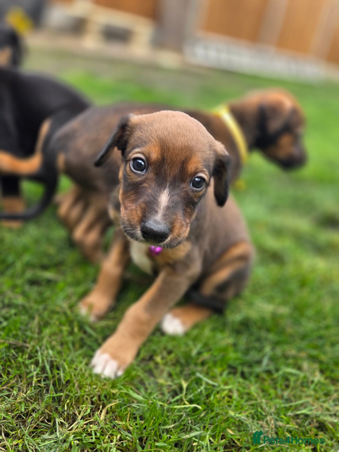 Mixed Breed dogs for sale: Dobermann cross puppies  - Image 8