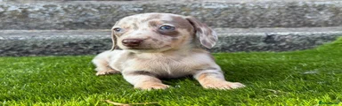 Miniature Dachshund 4