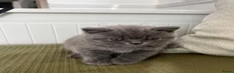 British Shorthair cats for sale: Adorable British Shorthair Kittens 🐾 - Advert 3