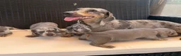 Miniature Dachshund dogs for sale: Miniature Dachshund Puppies - Advert 18
