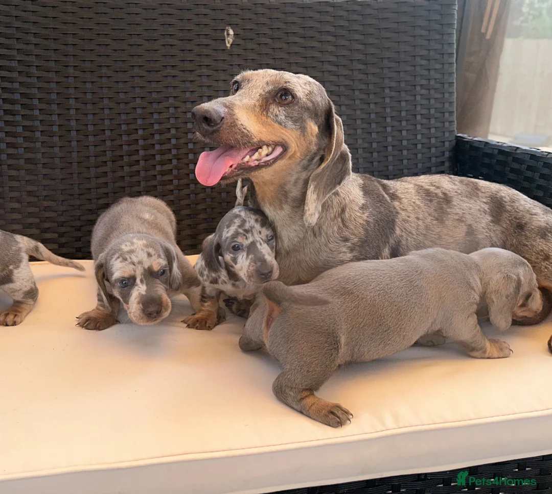 Miniature Dachshund dogs for sale: Miniature Dachshund Puppies - Advert 18