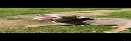 English Bulldog dogs for sale: KC registered English bulldog puppies  - Advert 4