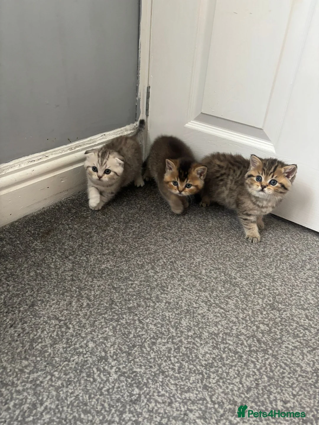 Scottish Fold cats for sale: Scottish Fold kittens - Advert 7