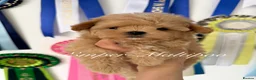 Maltipoo dogs for sale: Tiny teddy Maltipoo- from Asian teddy poodle dad - Advert 5