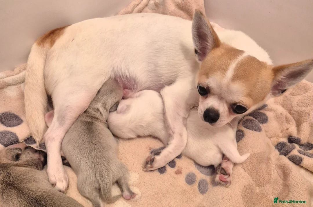 Chihuahua dogs for sale: Adorable KC cream smooth bitch puppy - Advert 2