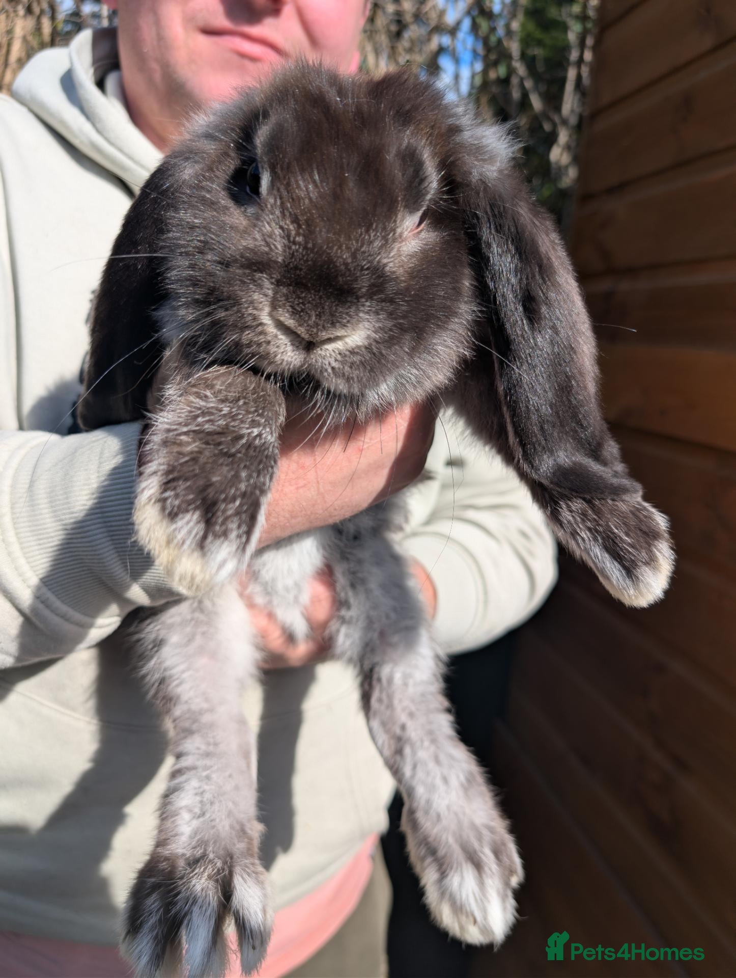 French Lop rabbits Beautiful french lops - Advert 12