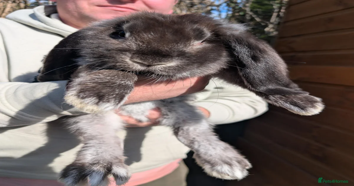 Baby Rabbits for Sale for sale | Pets4Homes