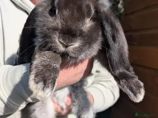 French Lop rabbits Beautiful french lops - Advert 1