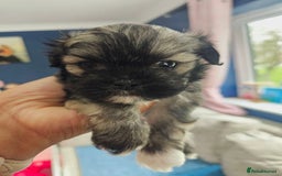 Lhasa Apso dogs for sale: Beauitiful Pure Breed Lhasa Apso - Image 15