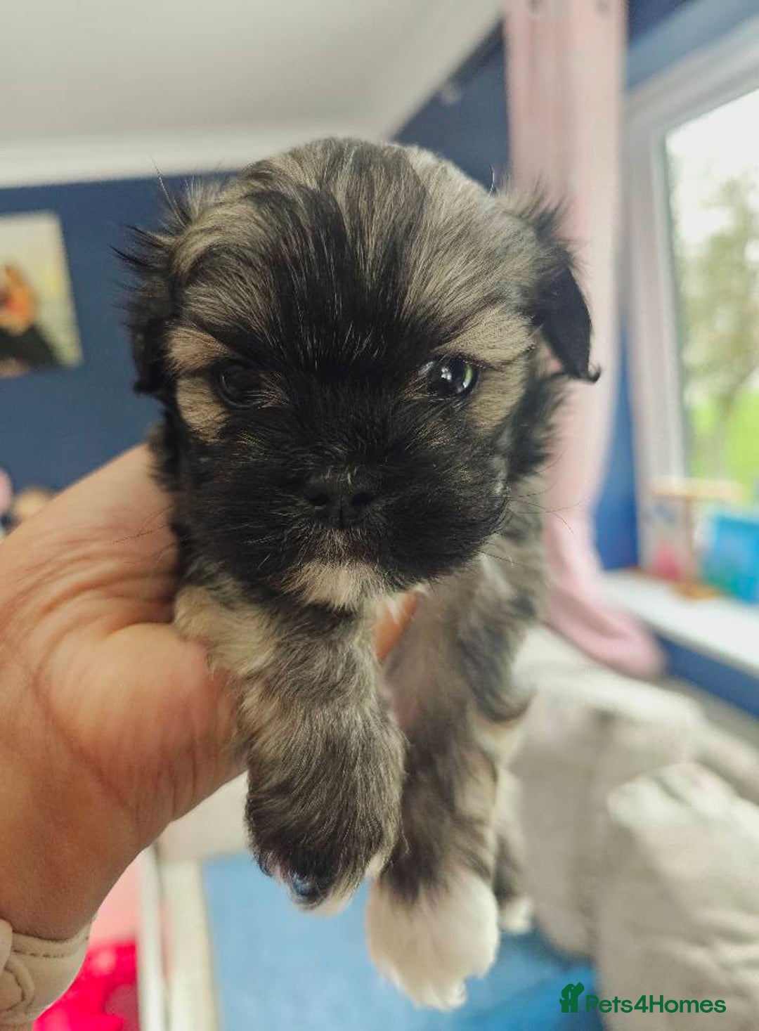 Lhasa Apso dogs for sale: Beauitiful Pure Breed Lhasa Apso - Image 15