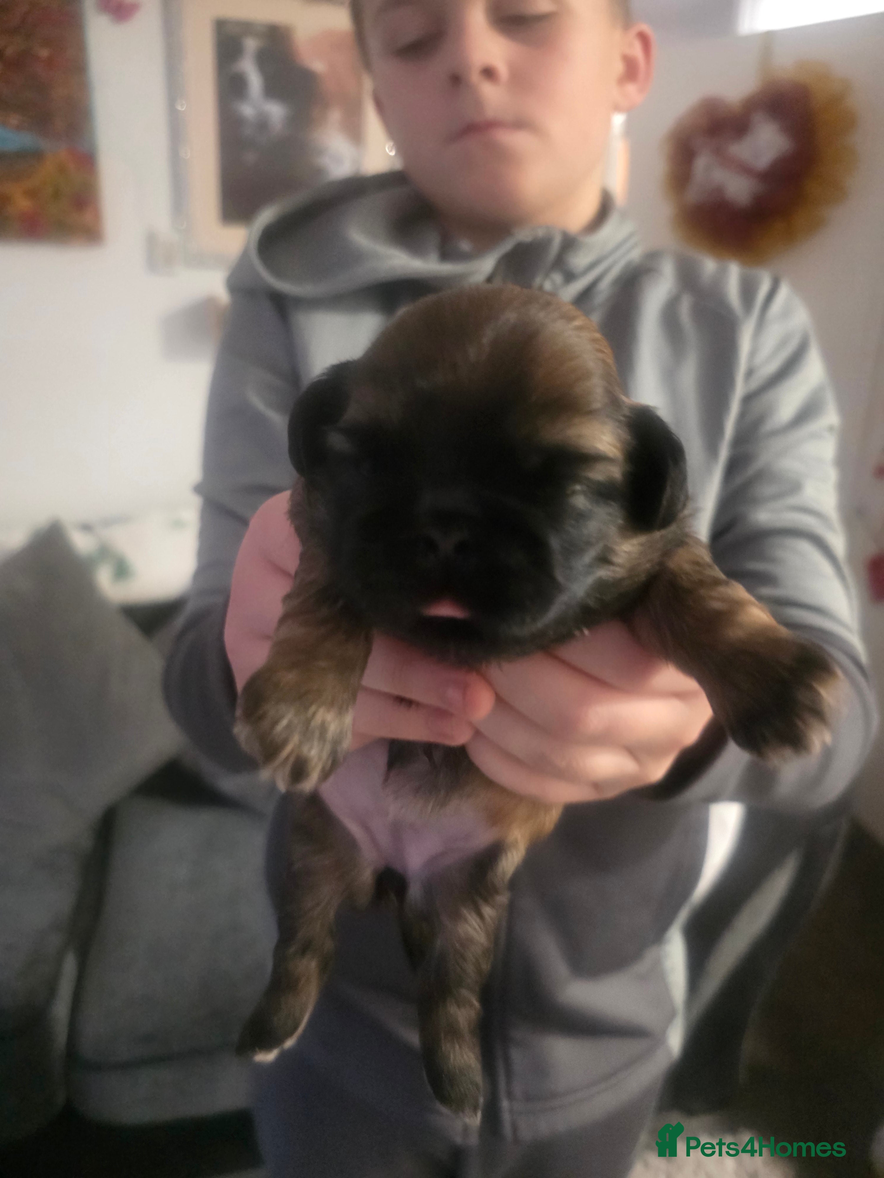 Shih Tzu dogs Teddy Bear Shiuz - Advert 1