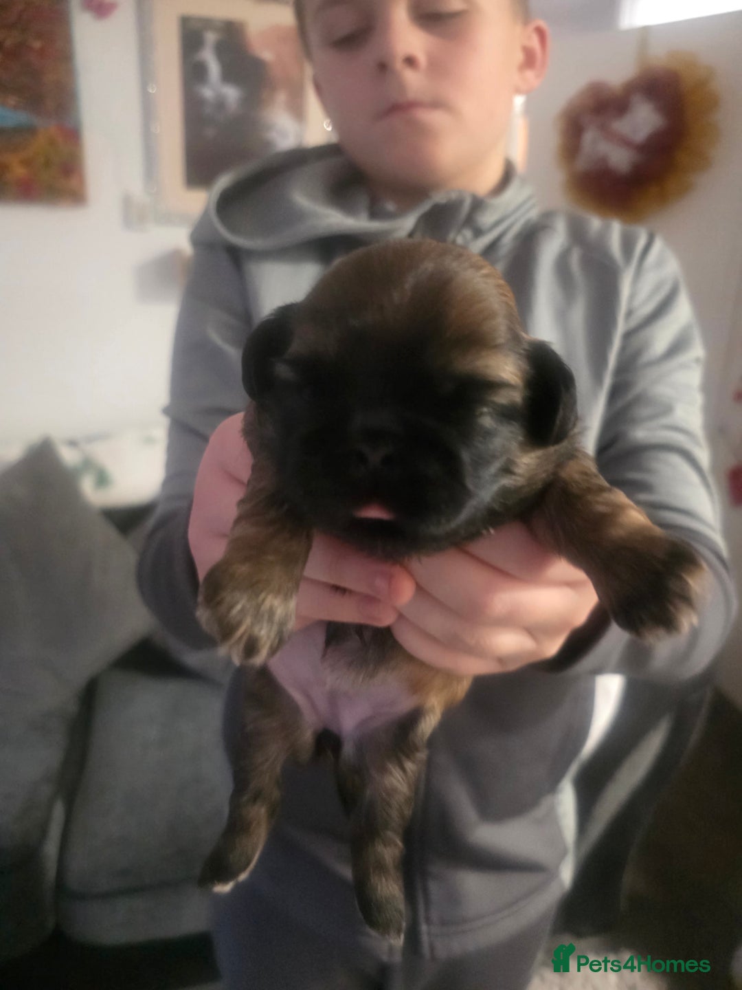 Shih Tzu dogs for sale: Teddy Bear Shiuz - Advert 1