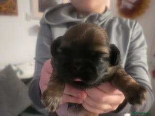 Shih Tzu dogs Teddy Bear Shiuz - Advert 1