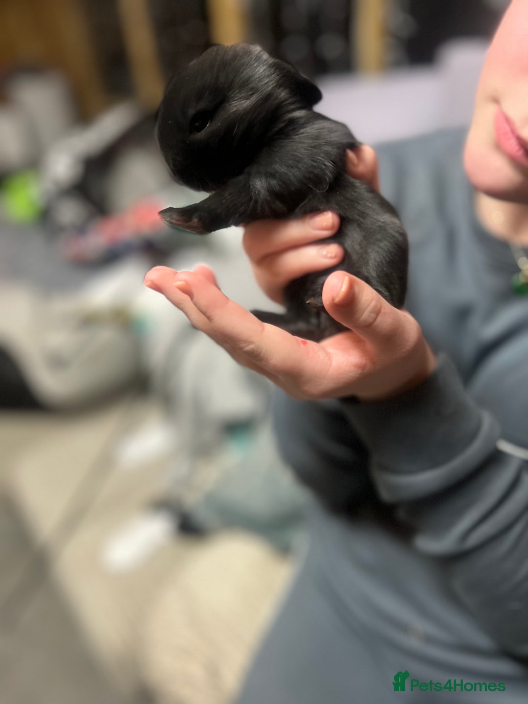 Lionhead rabbits for sale: Bouncing baby bunnies  - Advert 8