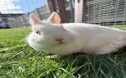 Netherland Dwarf rabbits for sale: •AVAILABLE• Pedigree Netherland Dwarf Bunny in Rushden - Image 9