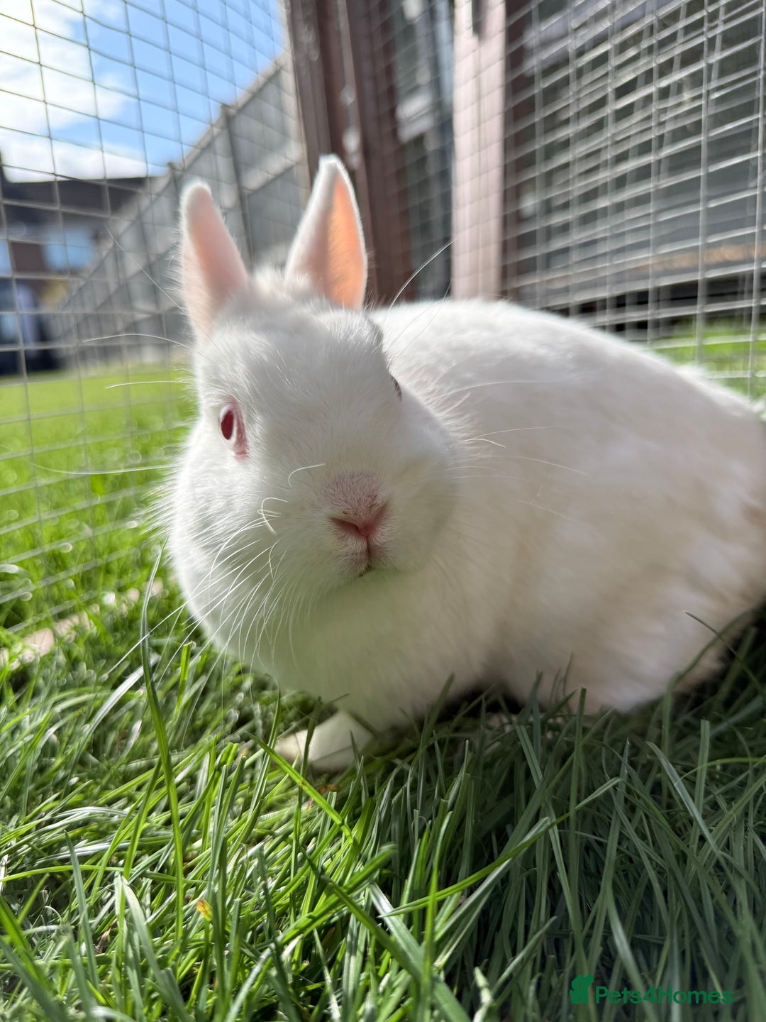 Netherland Dwarf rabbits for sale: •AVAILABLE• Pedigree Netherland Dwarf Bunny in Rushden - Image 9
