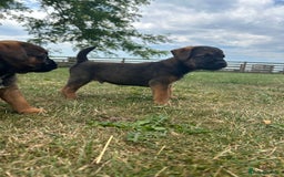 Border Terrier dogs for sale: Fabulous Chucky Boys - Image 6