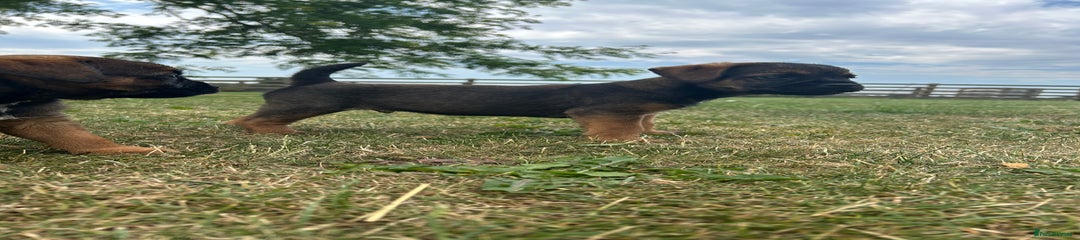 Border Terrier Puppy 4