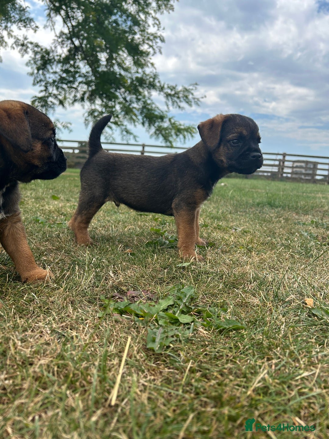 Border Terrier dogs for sale: Fabulous Chucky Boys - Image 6