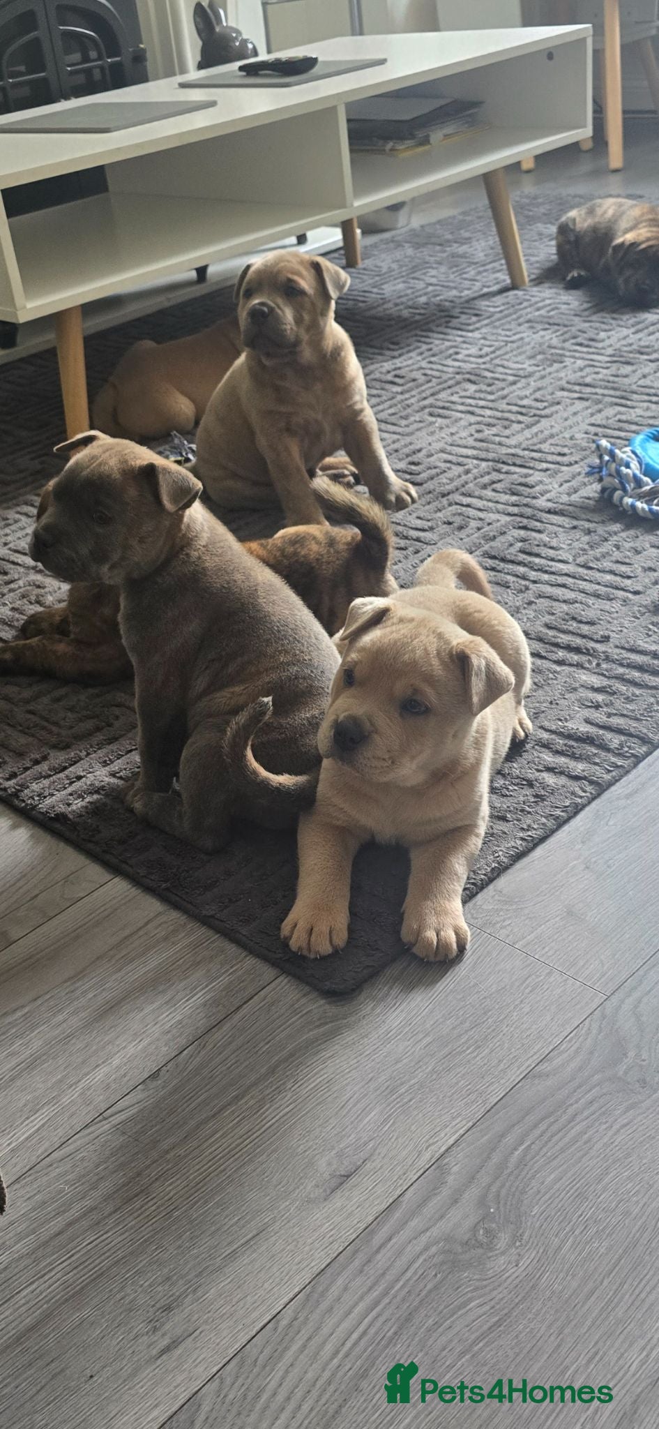 Mixed Breed dogs Charlie the Chaffy **A special boy**  - Advert 1