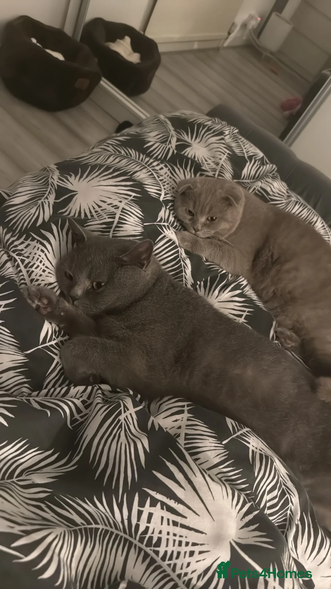 Scottish Fold cats for sale: Beautiful Scottish Lilac Fold 🐾 - Advert 6