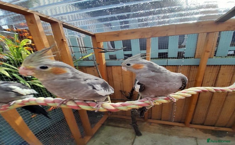 Cockatiels birds - Advert 10