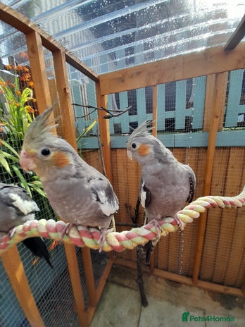 Cockatiels birds - Advert 10