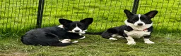 Welsh Corgi Cardigan dogs for adoption: 🐾 RONNIE – Corgi (Male) in West Malling - Advert 6