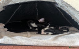 European cats for sale: For free adoption  - Image 3