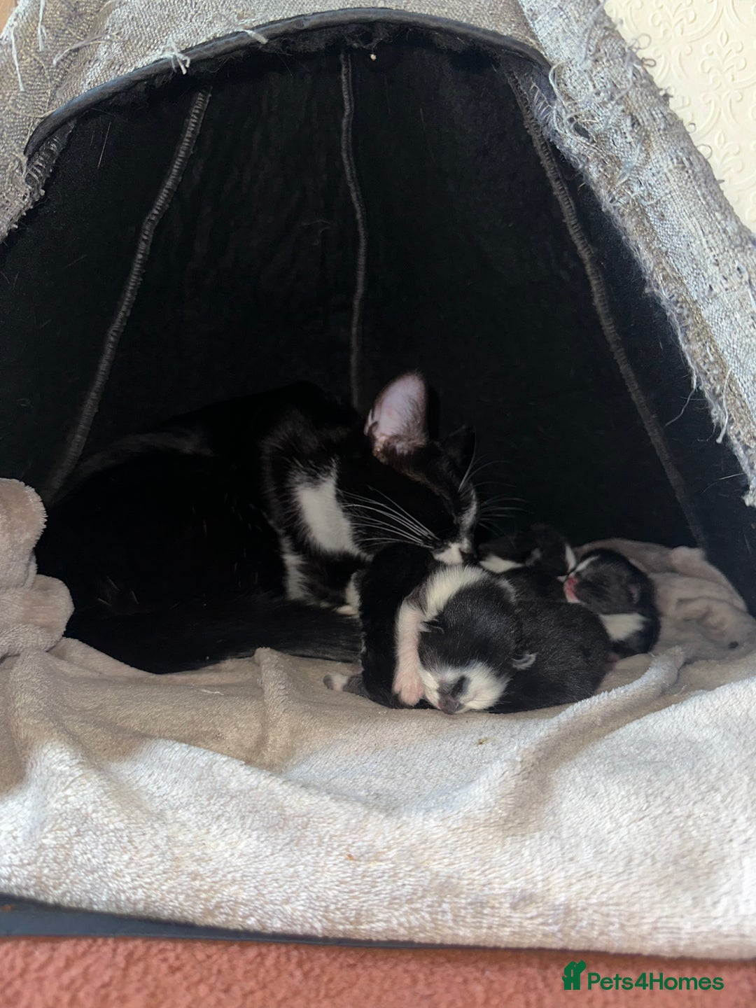 European cats for sale: For free adoption  - Image 3