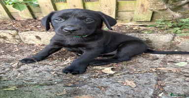 Labrador Retriever dogs - Advert 1