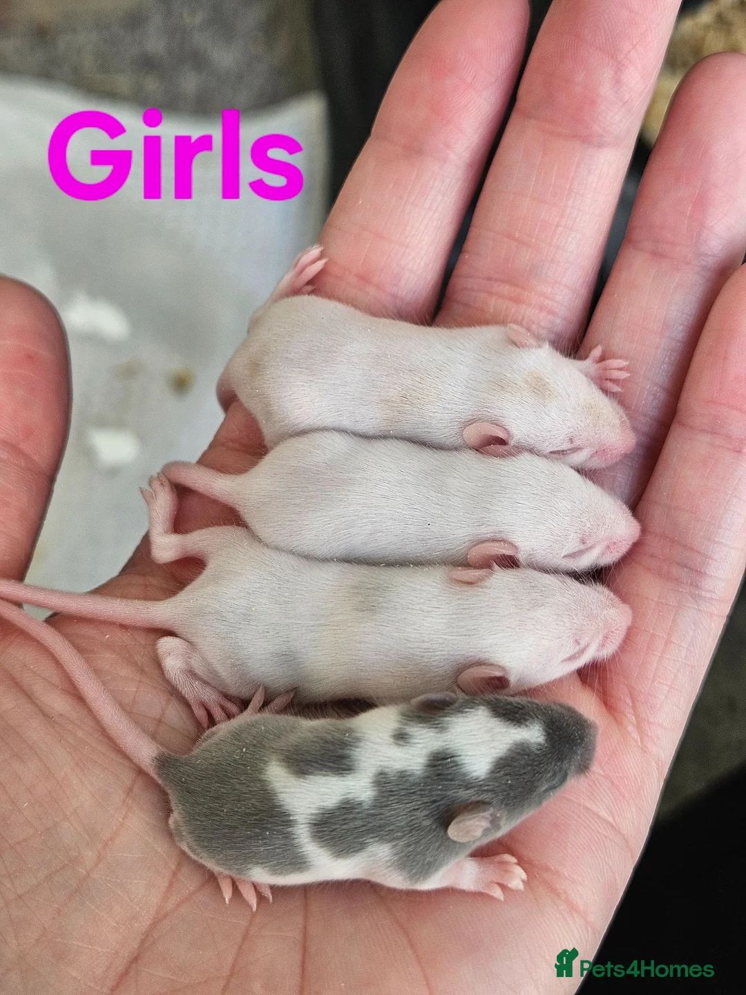 Mouse rodents for sale: Baby female fancy mice  - Advert 4